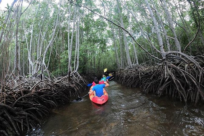 1 Hour Mangrove Tour From Lembongan with Kayak, Paddle, or Boat - Key Highlights That Matter