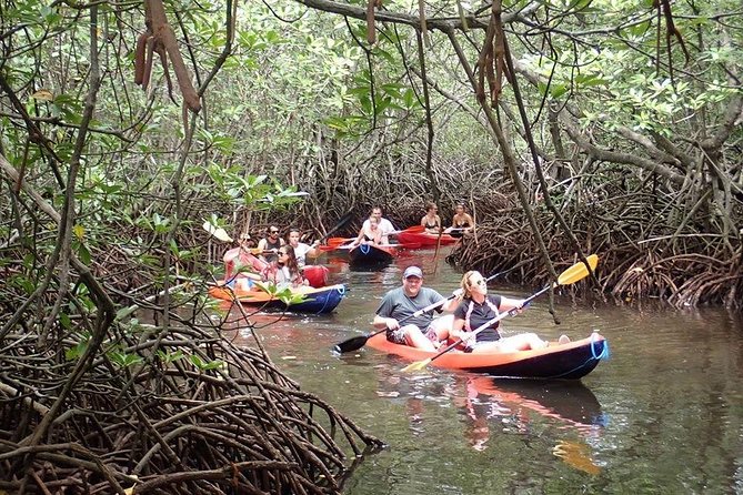 1 Hour Mangrove Tour From Lembongan with Kayak, Paddle, or Boat - Price and value: why $10.70 can work (if you know what you’re buying)