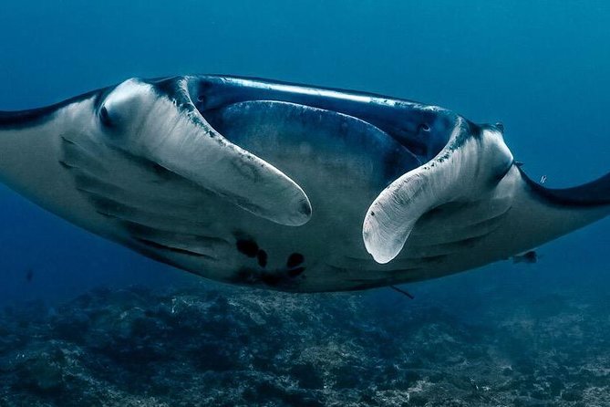 2 Days Discover Scuba Diving in Nusa Lembongan - Scuba Initiation - Key things that make this intro scuba experience work