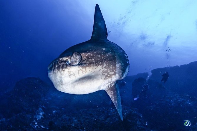 2 Days Discover Scuba Diving in Nusa Lembongan - Scuba Initiation - Crystal Bay plus the boat stops: what each part adds