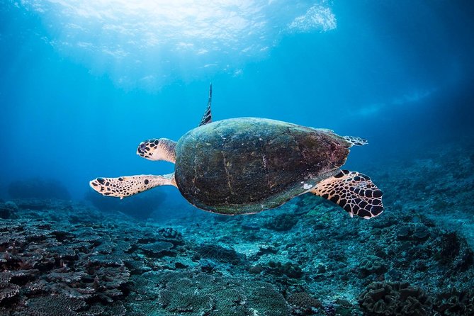 2 Days Discover Scuba Diving in Nusa Lembongan - Scuba Initiation - Instructors make or break a first scuba experience