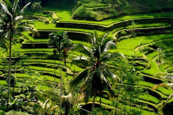 2 Days Mount Batur Sunrise Trekking With Private Ubud Day Tour - Day 2 Ubud Highlights in a Private 8-Hour Day