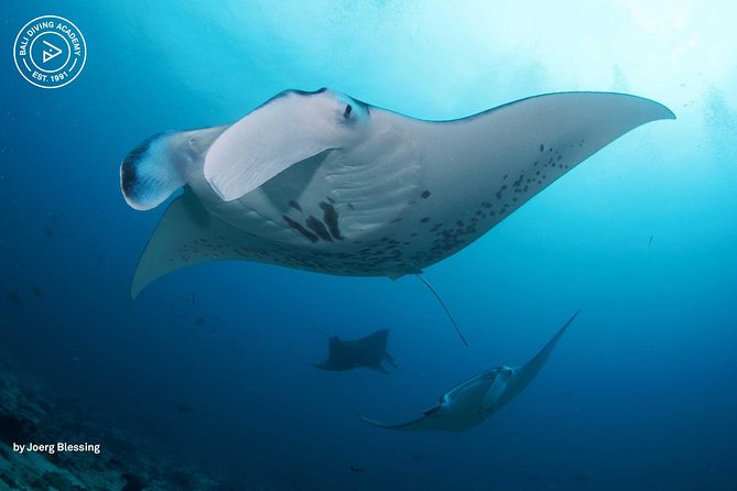 2 or 3 dives in Nusa Lembongan and Penida, for certified diver (in Lembongan) - Key highlights to know before you go