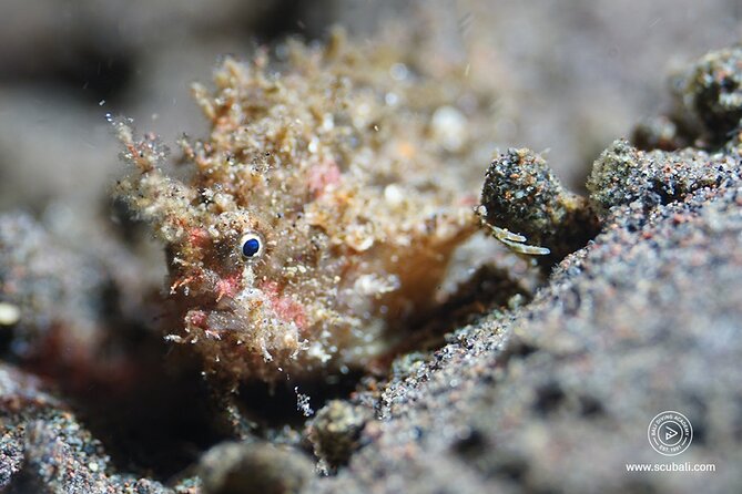 2 or 3 dives in Nusa Lembongan and Penida, for certified diver (in Lembongan) - Gear, rentals, and what you should plan to bring