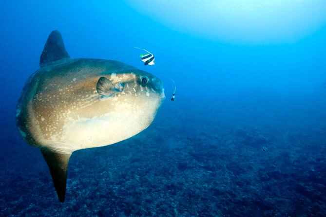 2 or 3 dives in Nusa Lembongan and Penida, for certified diver (in Lembongan) - Season notes: mola mola chances and the weather reality