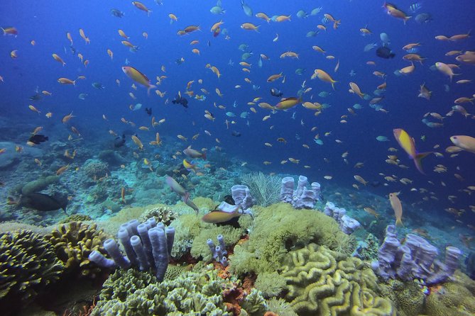 2 or 3 dives in Nusa Lembongan and Penida, for certified diver (in Lembongan) - Certified-diver timing: the 7:30 and 10:00 departure rhythm