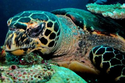 2 PADI Certified Dives at Tulamben from Bali - Meeting point and the early start from Denpasar