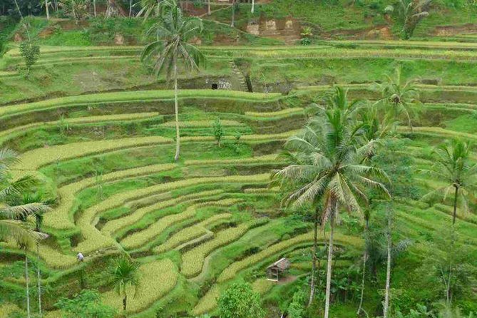 3 Days Sightseeing to the Famous Place in Bali - Who This Bali 3-Day Private Tour Suits Best