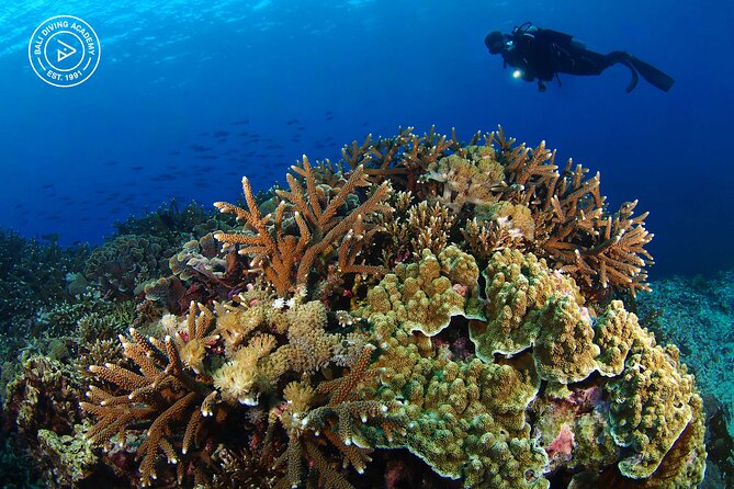 3 Epic Dives in Nusa Penida - Certified Divers' Day Trip - Lunch on Penida Time: Snack, Meal Timing, and Boat Comfort