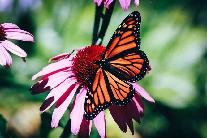 4-Hour Private Tour in Jatiluwih Terraces and Butterfly Park - Key points