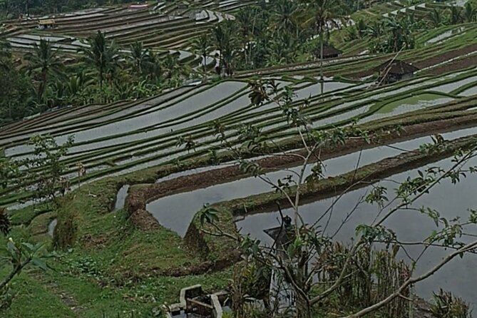 4-Hour Private Tour in Jatiluwih Terraces and Butterfly Park - Penatahan Hot Spring: A Soothing Oasis After the Walks