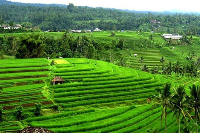 4-Hour Private Tour in Jatiluwih Terraces and Butterfly Park - Who This 4-Hour Mix Fits Best