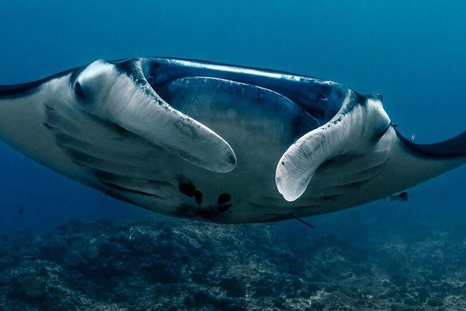 5 Fun Dives in Nusa Lembongan (for certified divers) - Swim with a Mola Mola - Price and value: $256.11 per person, plus what costs extra