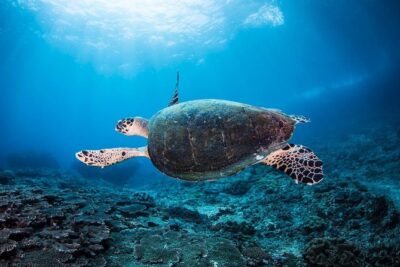 7 Fun Dives in Nusa Lembongan (for certified divers) - Premium Value Package - What you actually get: gear, instruction, and the comfortable center setup
