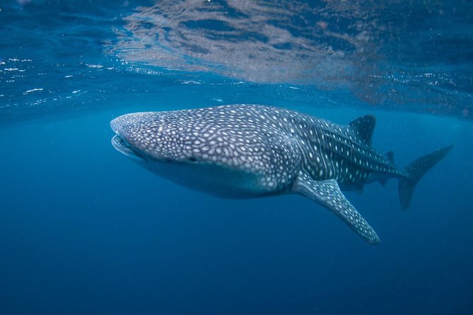 7 Fun Dives in Nusa Lembongan (for certified divers) - Premium Value Package - Toyapakeh and Jungut Batu Beach: balancing familiar sites with convenience