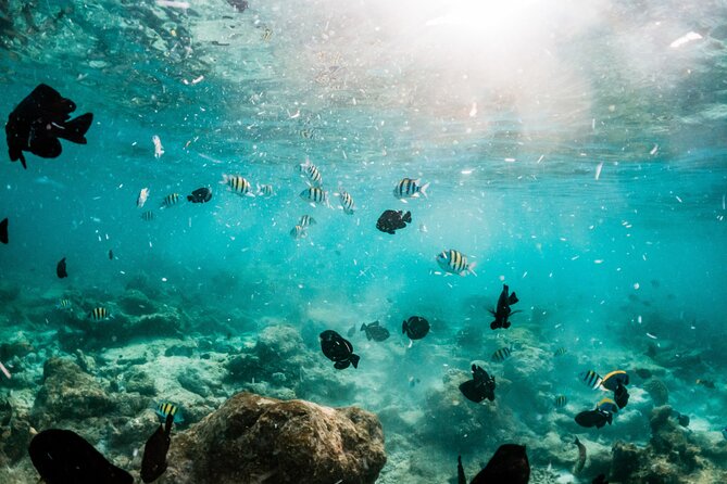 All Inclusive Bali Blue Lagoon and Tanjung Jepun Snorkeling - What you get for $48: value math that actually makes sense
