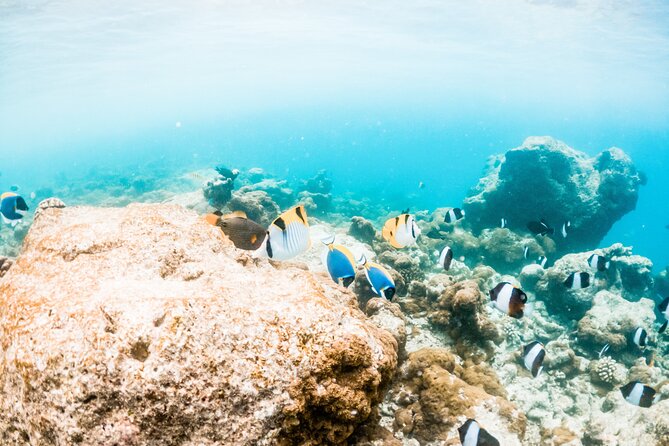 All Inclusive Bali Blue Lagoon and Tanjung Jepun Snorkeling - How to know if this tour fits you