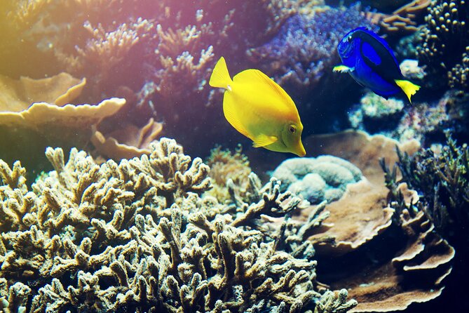 All Inclusive Bali Blue Lagoon Snorkeling with Lunch and Transport - Bias Tugel Beach at 3 p.m.: a different feel after you’ve snorkeled