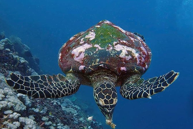 All Inclusive Bali Scuba Diving at Tulamben with Lunch -Transport - Price and value: what $150 really covers