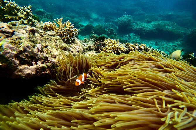 All Inclusive Snorkeling at Blue Lagoon with Lunch - Leaving Seminyak for Padang Bai: getting there without the hassle