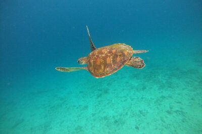 All Inclusive Snorkeling at Blue Lagoon with Lunch - Tanjung Jepun: your second snorkel hour with moray eels on the list
