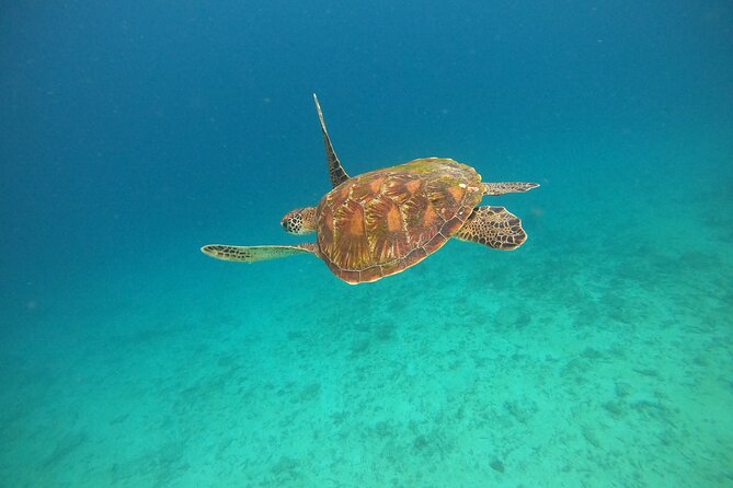 All Inclusive Snorkeling at Blue Lagoon with Lunch - Tanjung Jepun: your second snorkel hour with moray eels on the list