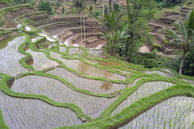 [All Inclusive] The Soul of Bali: Temples, Art & Traditions Tour - Suwat Waterfall: Bamboo Forest, Rock Carvings, and a Natural Pool