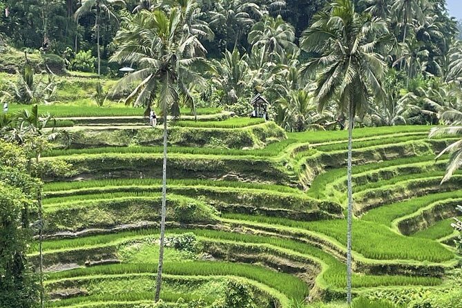All Inclusive Ubud Cultural and Natural Highlights Tour - A private Ubud day that starts at your door