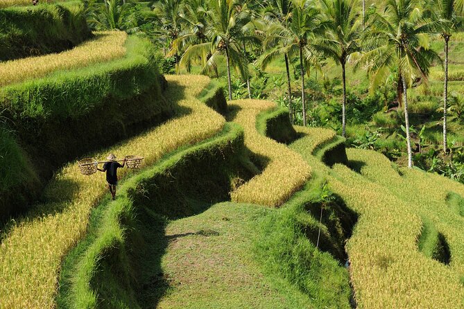 All-Inclusive Ubud's Wonder Day Tour - Waterfall Break #1: Ulu Petanu’s Jungle Mood
