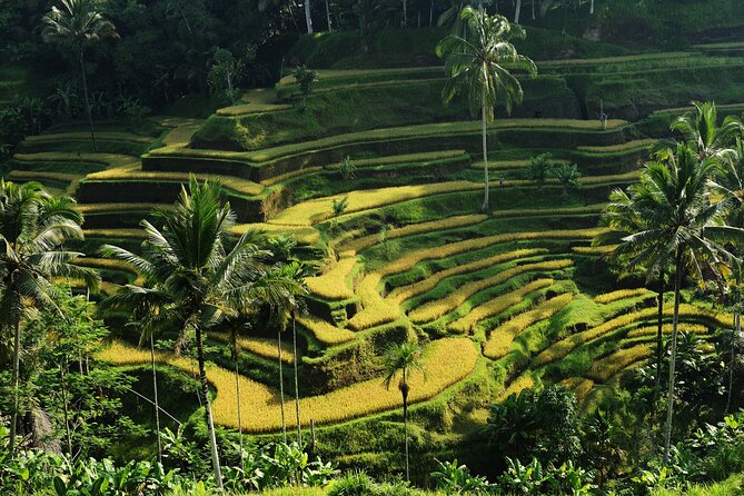 All-Inclusive Ubud's Wonder Day Tour - Tegalalang Rice Terraces (Ceking): The Classic Stop, Done Right