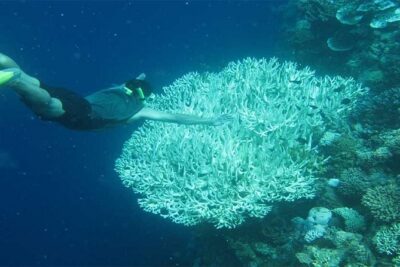 All Ticket Inclusive-Blue Lagoon Snorkeling-Ubud Monkey Forest & Ubud Waterfall - Ubud Monkey Forest Sanctuary: conservation setting plus real monkey energy