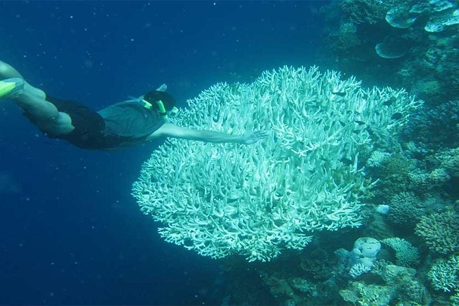 All Ticket Inclusive-Blue Lagoon Snorkeling-Ubud Monkey Forest & Ubud Waterfall - Ubud Monkey Forest Sanctuary: conservation setting plus real monkey energy