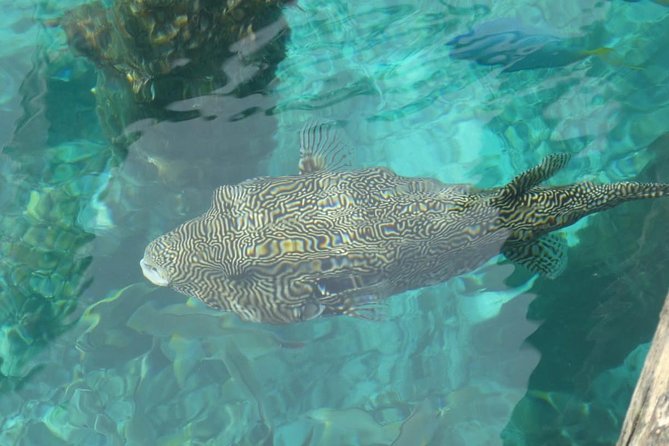 Amazing Blue Lagoon Snorkeling with Private Hotel Transfer - Tanjung Jepun: Why a Second Reef Stop Makes the Day Better