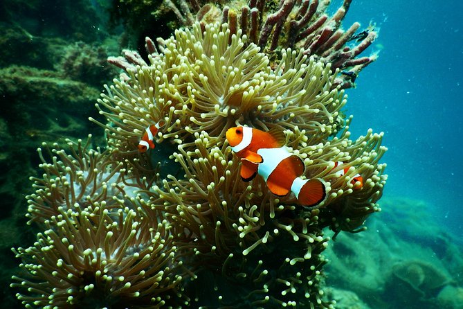 Amazing Blue Lagoon Snorkeling with Private Hotel Transfer - Lunch at Basecamp: Light Indonesian Fuel Before the Return Ride