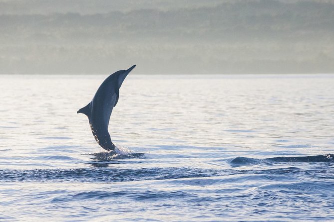 Amazing Private Tours: Dolphins Lovina and Gitgit Waterfall include Lunch - Lovina Dolphin Watching: The Morning That Makes the Trip