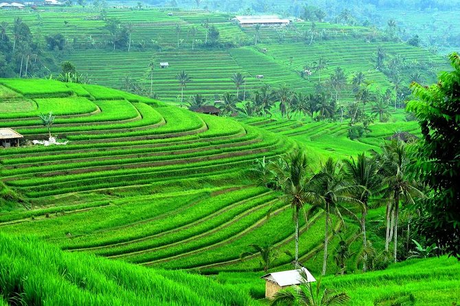 Ancient Temples and Jatiluwih Rice Terrace Private Tour - Private pickup and why it matters on Bali roads