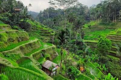 Bali Airport Pickup Transfer to Ubud Area (Private) - The drive to Ubud: timing, traffic, and what you can control