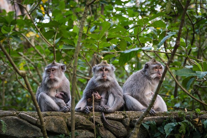 Bali All-Inclusive: Ubud Tour with Entrance Ticket and Lunch Included - Price and Value: What $66.97 Actually Buys You
