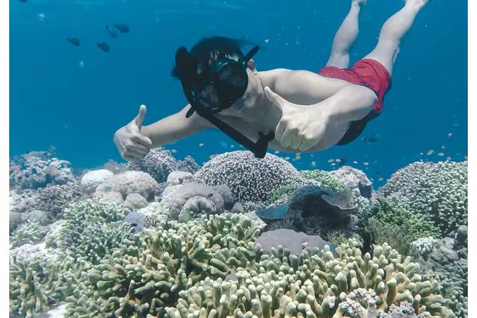 Bali and Lovina with Sunrise Dolphin Tour and Snorkeling - Jukung Boat Morning: Sunrise, Dolphin Search, and the Dolphin Swim