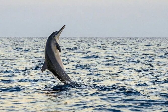Bali and Lovina with Sunrise Dolphin Tour and Snorkeling - Guide Support and Safety: What Licensed Means in Real Life