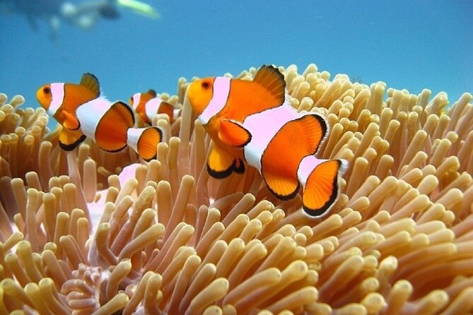 Bali ATV Quad Bike Adventure and Snorkeling Tour - Price and value: is $99 worth it for ATV + snorkeling?