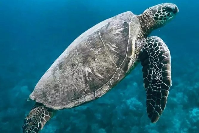 Bali ATV Quad Bike and Snorkeling at Blue Lagoon Tanjung Jepun Combination Tour - Tanjung Jepun Second Snorkel Site and the Turtle Odds
