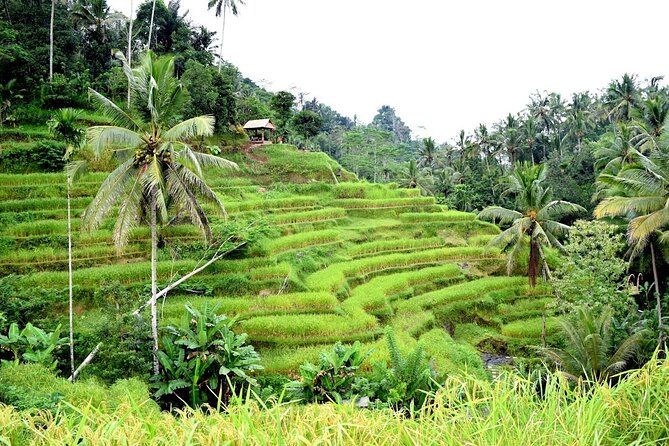 Bali Ayung River Rafting and Kintamani Mt. Batur Volcano View - A Full Day Route That Mixes Adrenaline and Calm