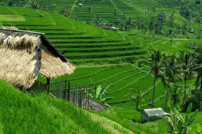 Bali: Bedugul Lake Temple, Banyumala Waterfall, UNESCO Rice Field - Banyumala Waterfall: rainforest air, clear water, and wet-path reality