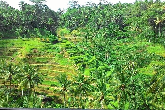 Bali Benoa Shore Excursion for cruise's passenger - All Inclusive - Tegalalang and Ceking rice terraces: subak views plus lunch with a view