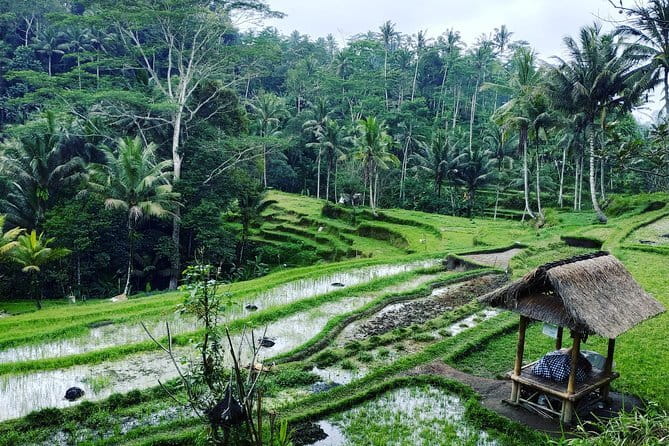 Bali: Best Eastern Waterfalls with Private Bali Tours - The coffee plantation tasting: a short cultural stop that doesn’t waste time