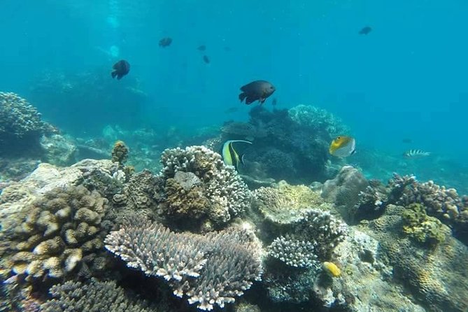 Bali Best Snorkeling at Blue Lagoon - Stop 2: Tanjung Jepun for a second round of sea life