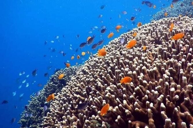 Bali Best Snorkeling at Blue Lagoon - Price and value at $29.99 per person