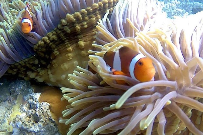 Bali Best Snorkeling at Blue Lagoon - The 2-hour snorkeling window: what you’re really buying