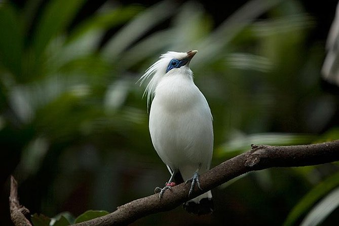 Bali Bird Park Admission Ticket with Hotel Transfer - How Much Time Should You Plan for (1 to 6 Hours)?